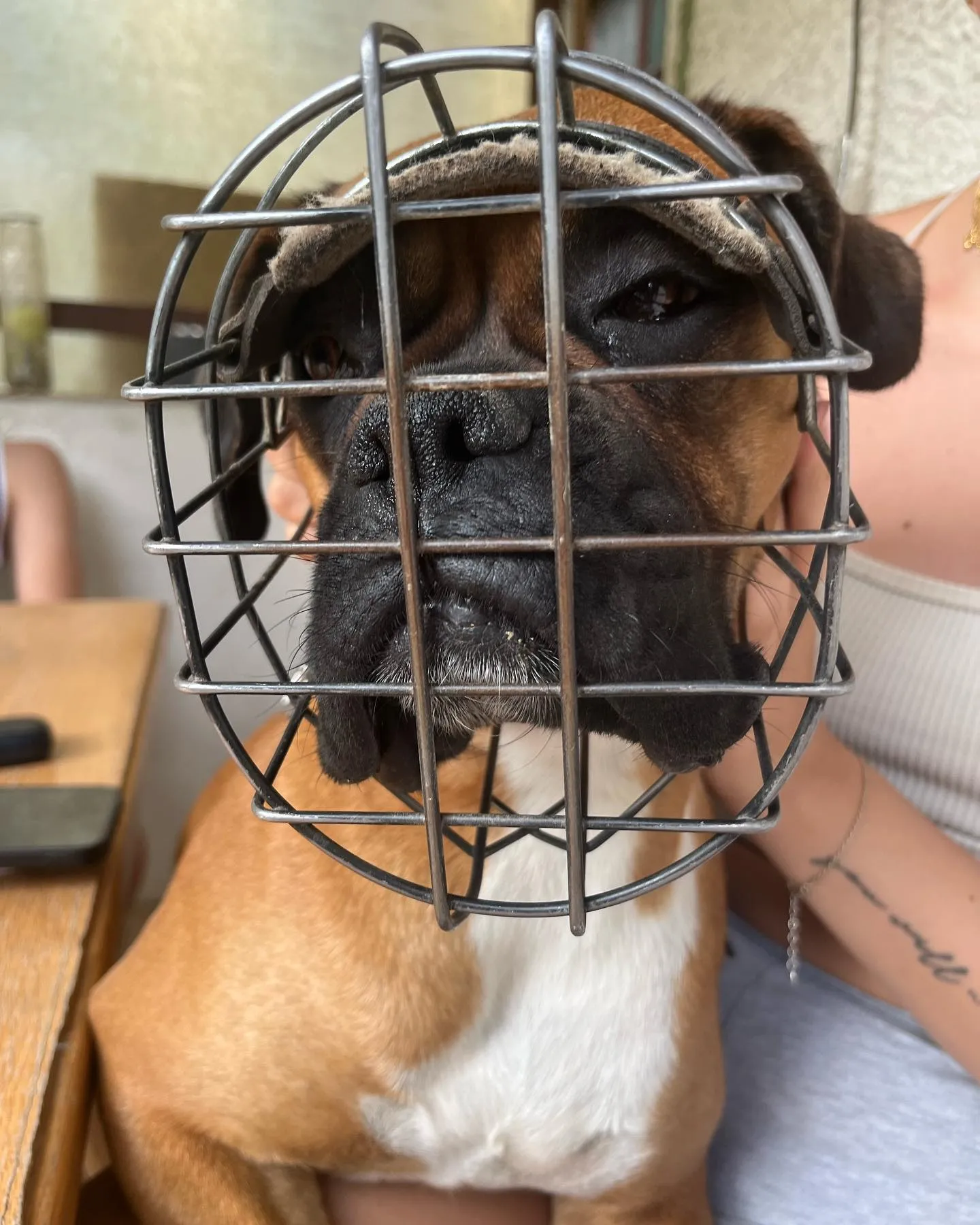 Hunde von Nasty Dogs