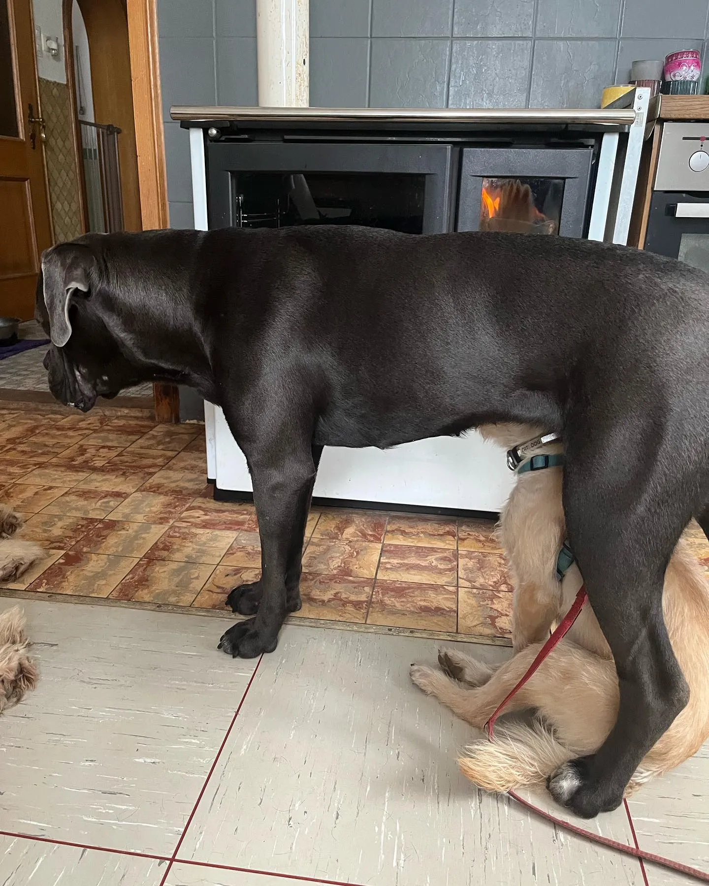 Hunde von Nasty Dogs