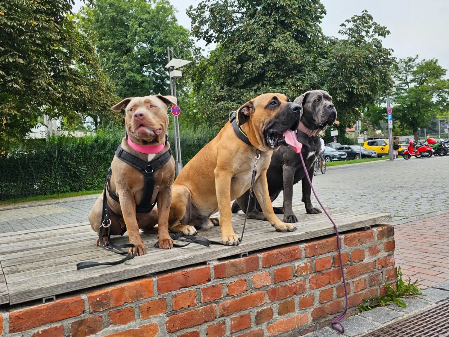 Hunde von Nasty Dogs