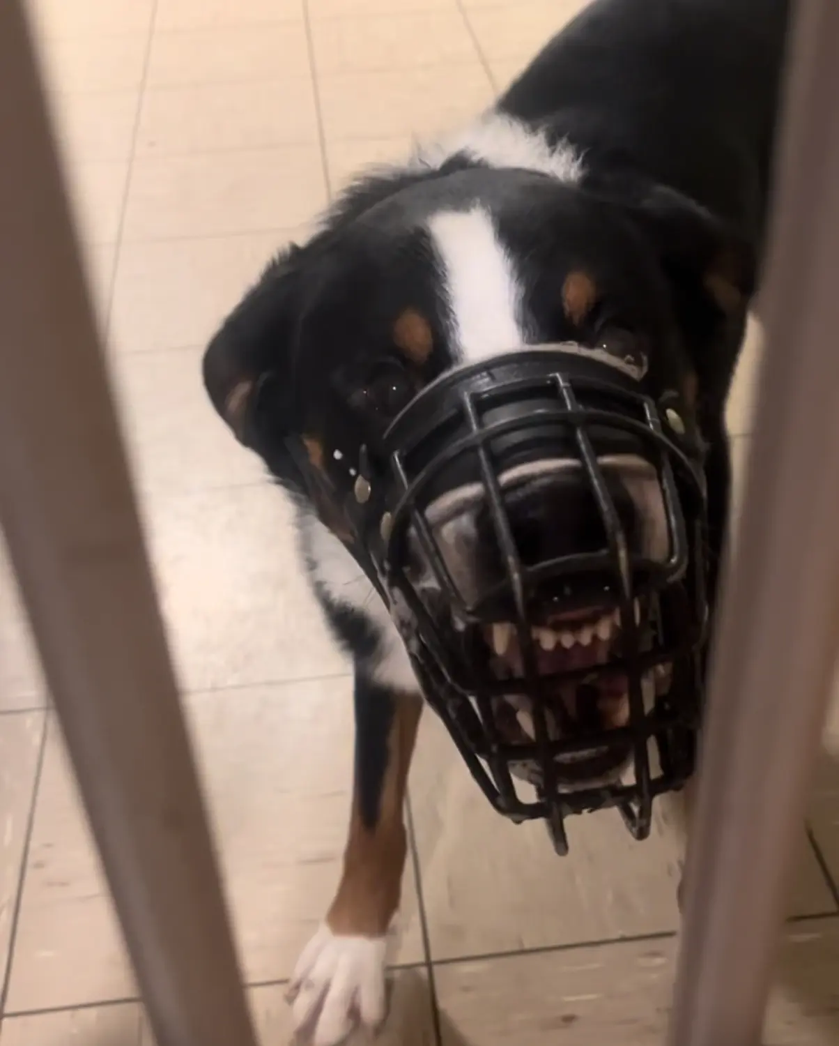 Hunde von Nasty Dogs