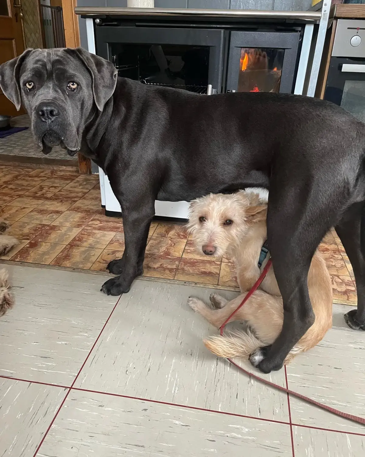 Hunde von Nasty Dogs