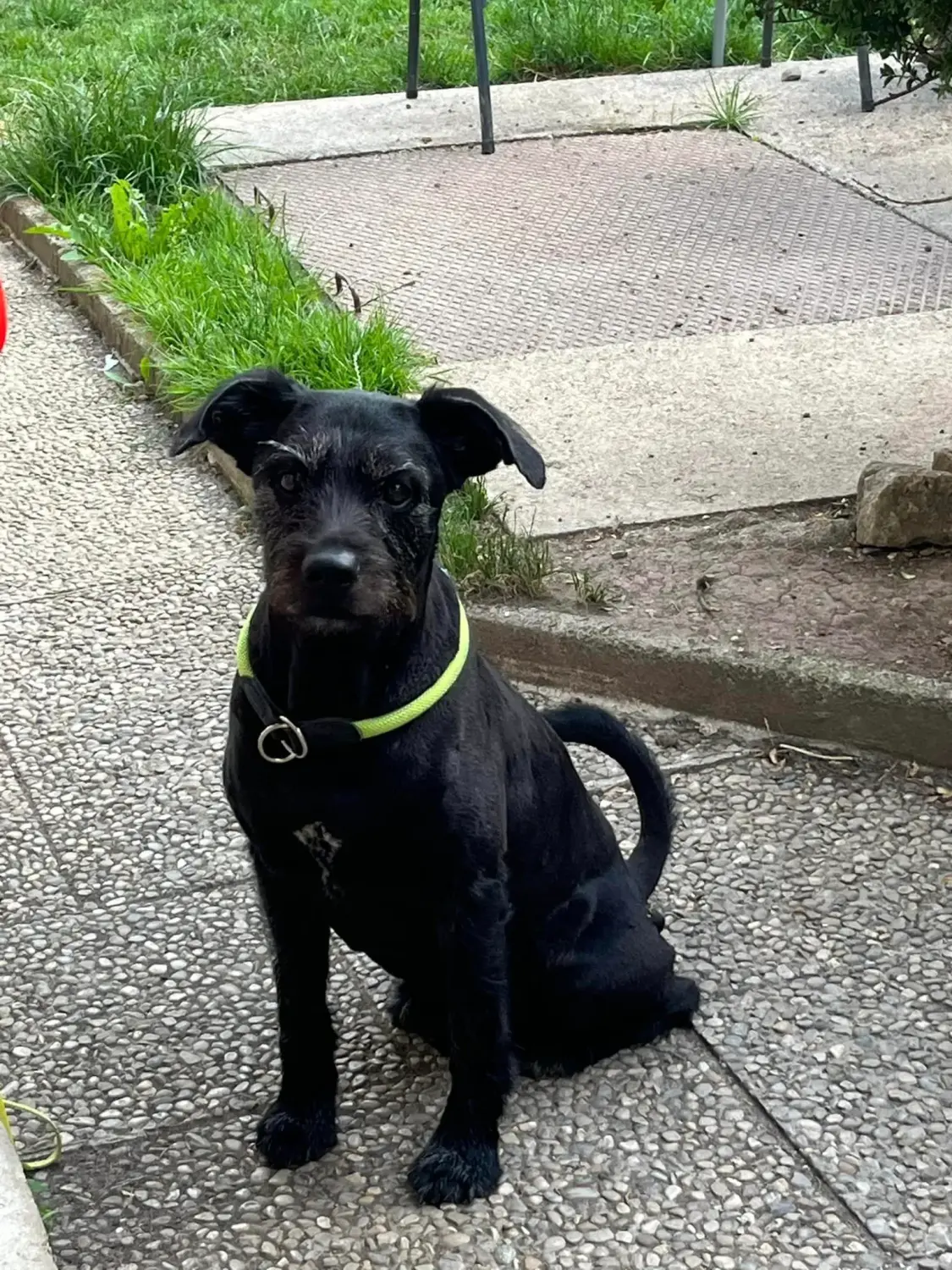 Hunde von Nasty Dogs