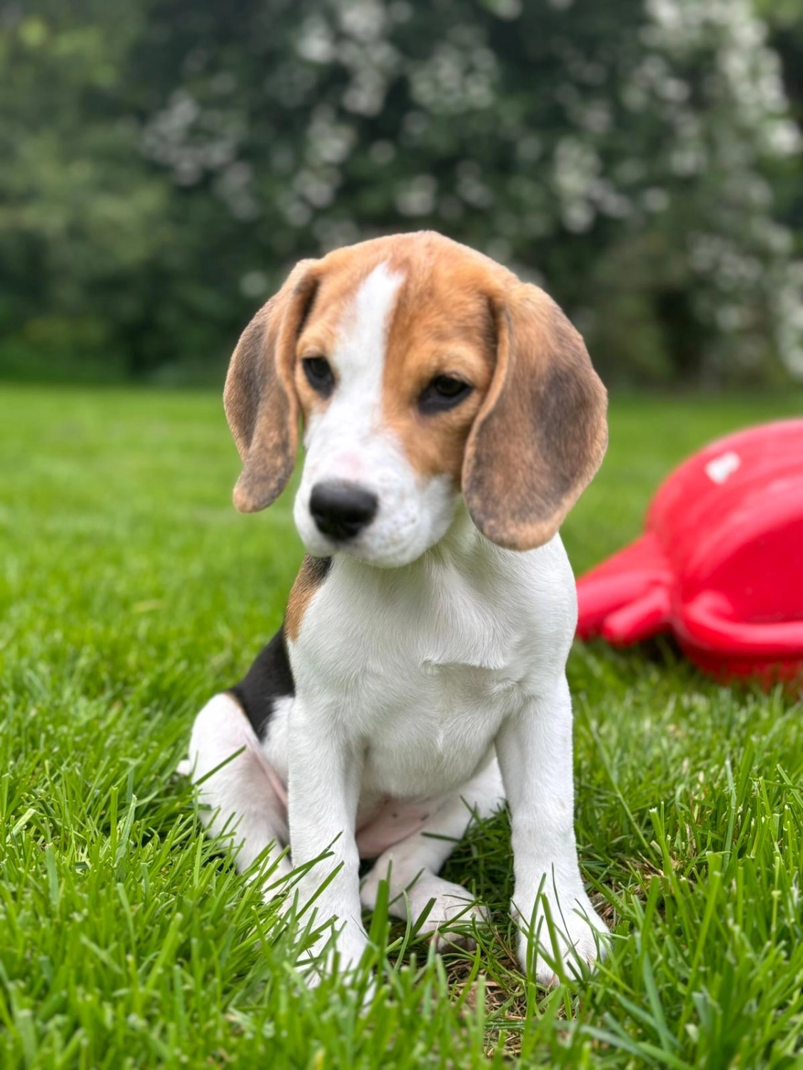 Hunde von Nasty Dogs